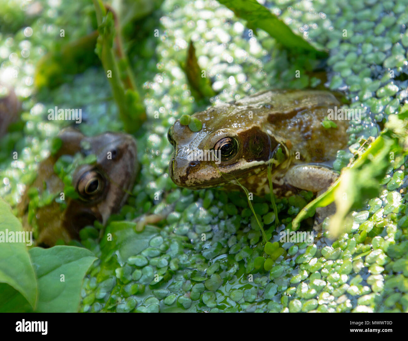 Cerca de una rana en un estanque de jardín Foto de stock