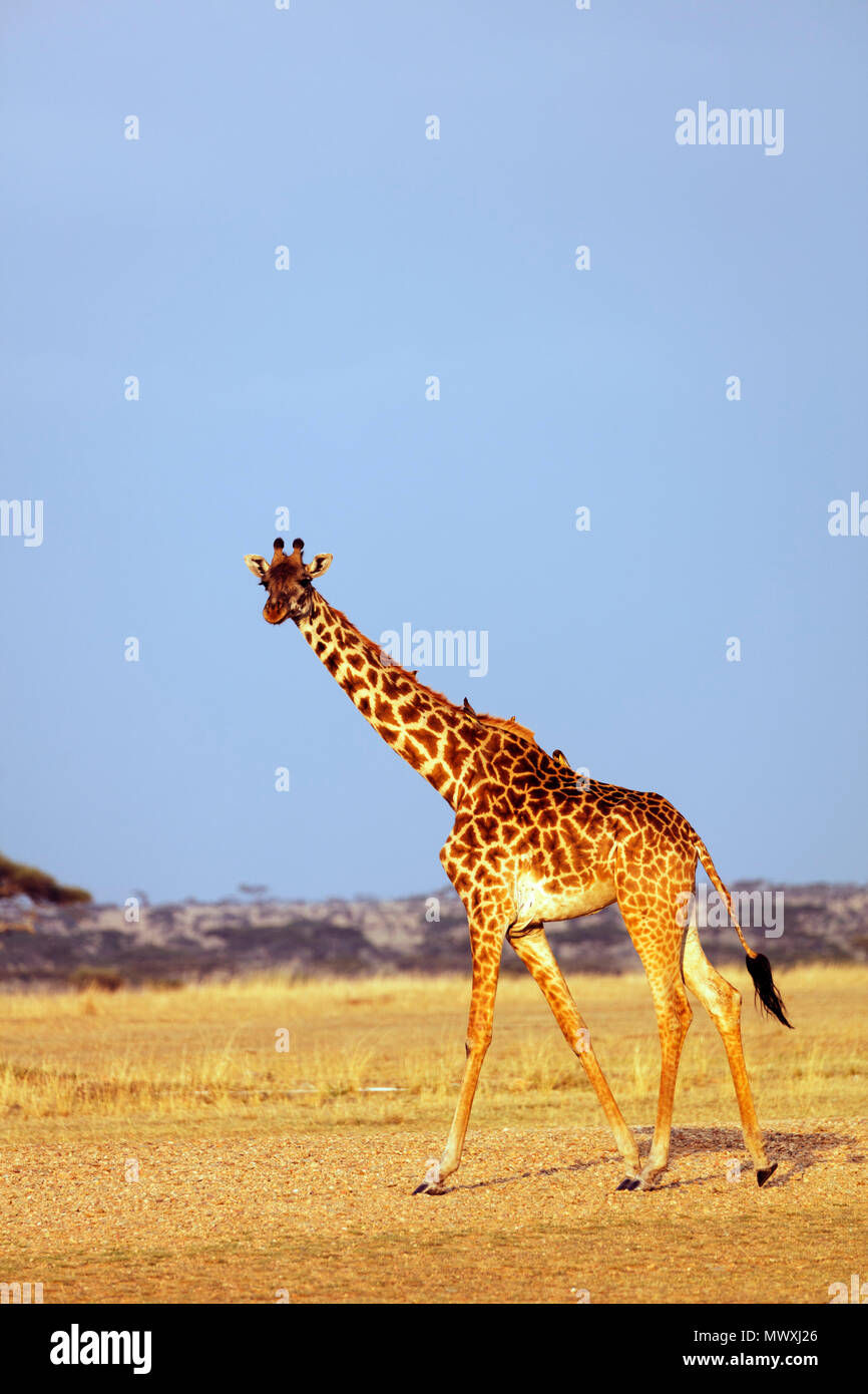 Jirafa (Giraffa camelopardalis), Parque Nacional de Serengueti, Sitio del Patrimonio Mundial de la UNESCO, Tanzania, África oriental, África Foto de stock