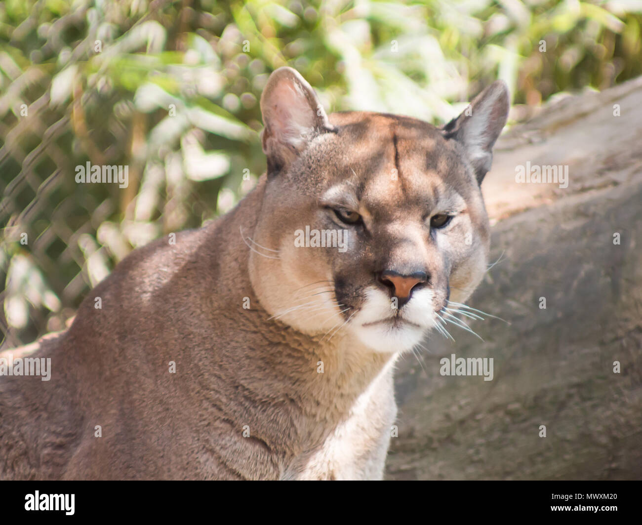 de vida silvestre Puma, puma, sentado en el parque zoológico, el gran gato salvaje en la naturaleza, el hábitat, el puma (Puma concolor), conocido como el león de montaña,