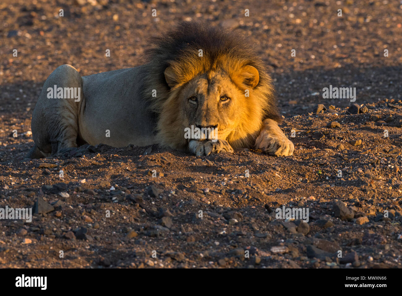 Macho Negro Aguarï león africano en la Reserva de Caza de Mashatu Botswana Foto de stock