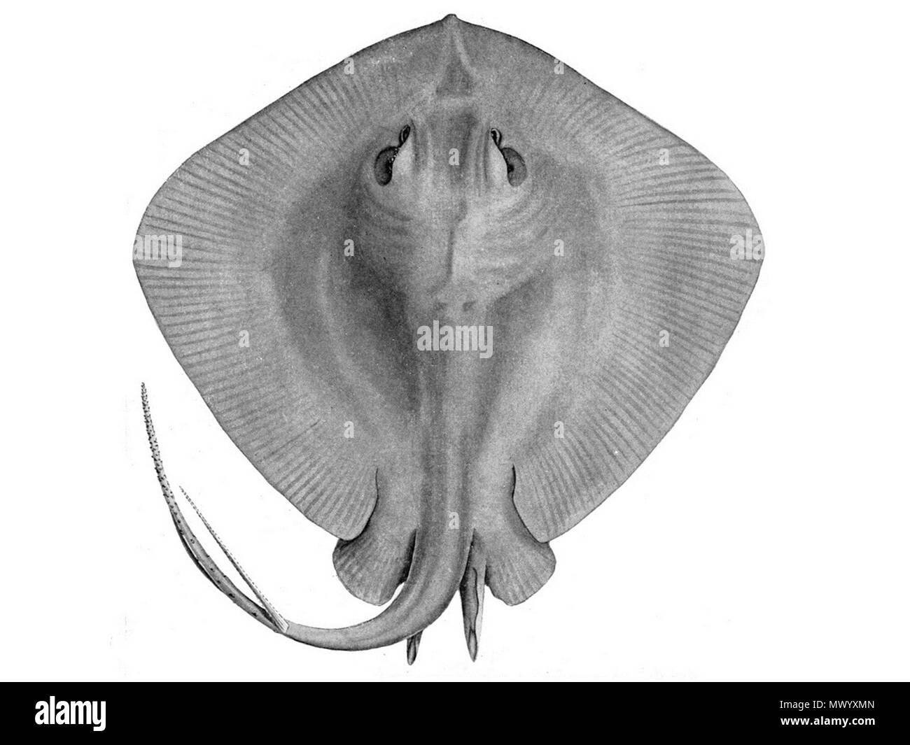 Inglés: Short-tail pastinaca (Dasyatis brevicaudata) versión con dimensiones diferentes para uso infobox. 1911. A. R. Mc Culloch 154 Dasyatis brevicaudata 4x3 Fotografía de stock - Alamy