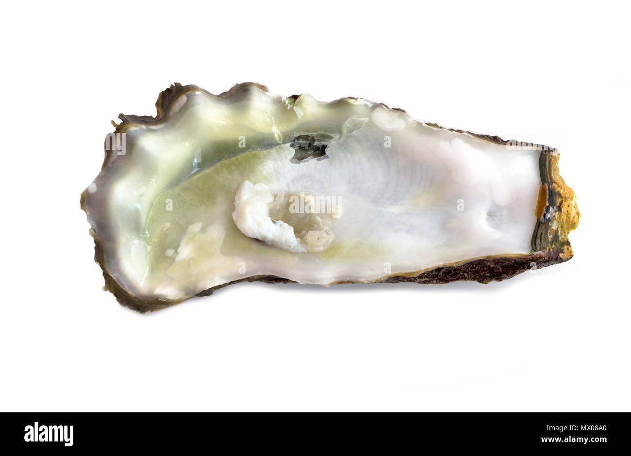 Conchas de Mar, shell aislado sobre fondo blanco con trazado de recorte. Foto de stock
