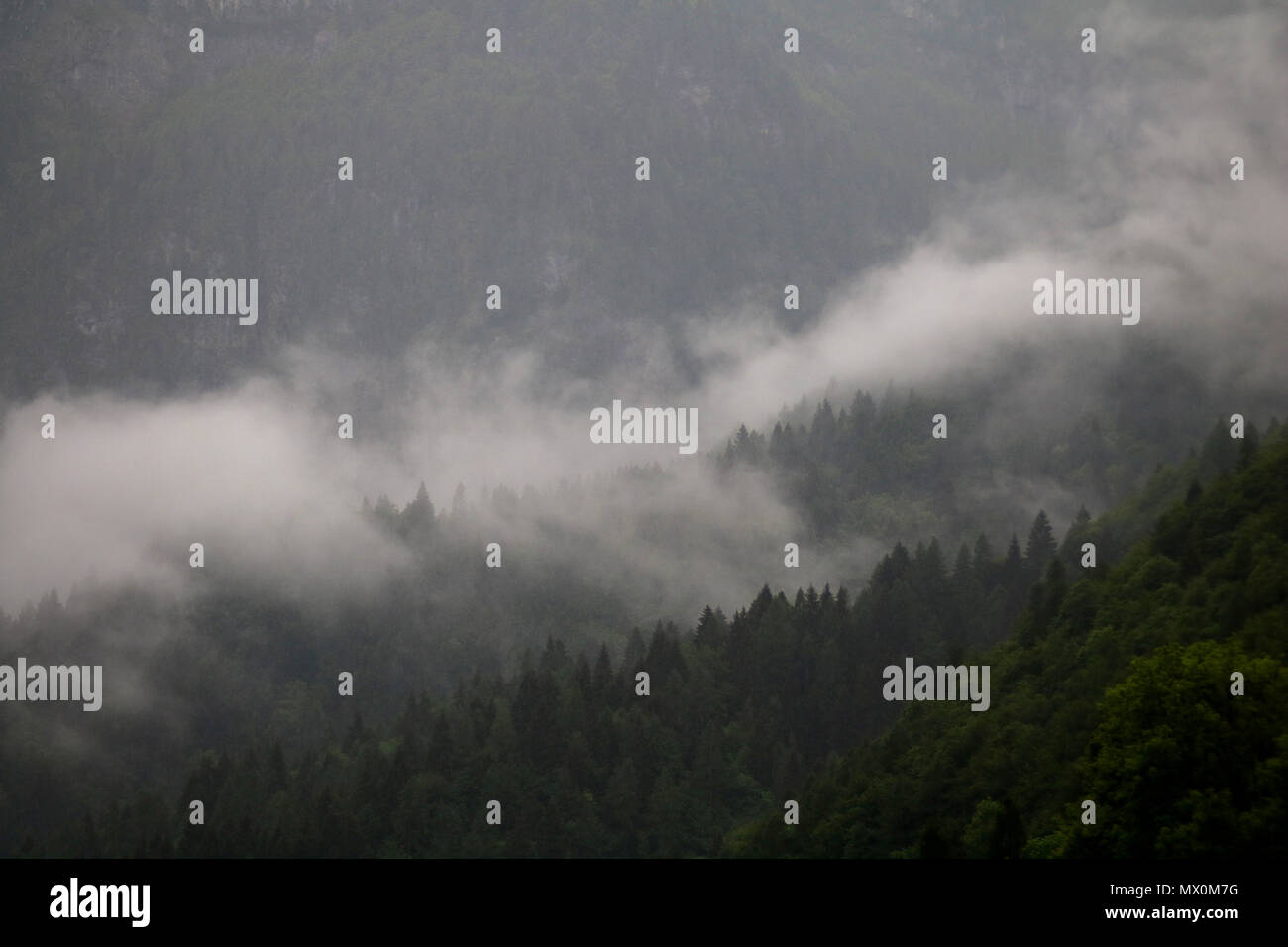 Nubes de niebla pasando del oscuro bosque de montaña Foto de stock