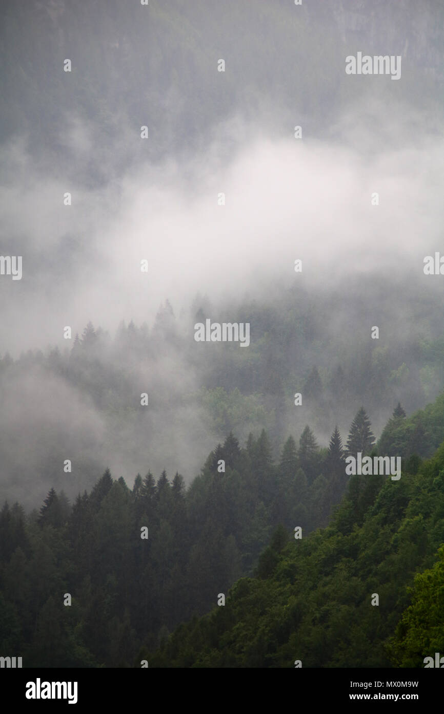 Nubes de niebla pasando del oscuro bosque de montaña Foto de stock