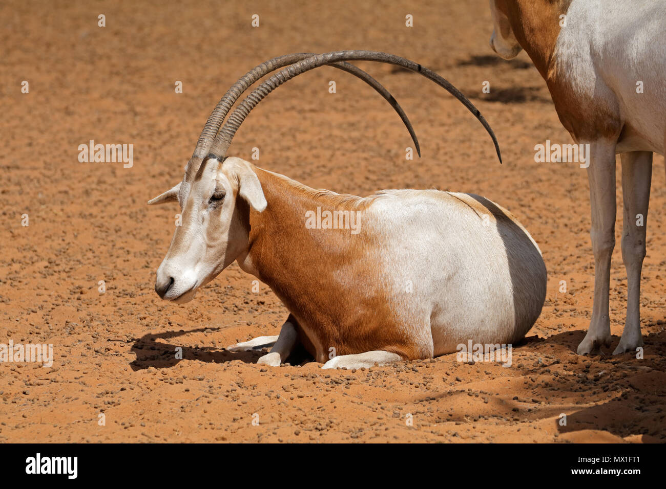 Una especie amenazada de orix cimitarra (Oryx Dammah), Norte de África Foto de stock