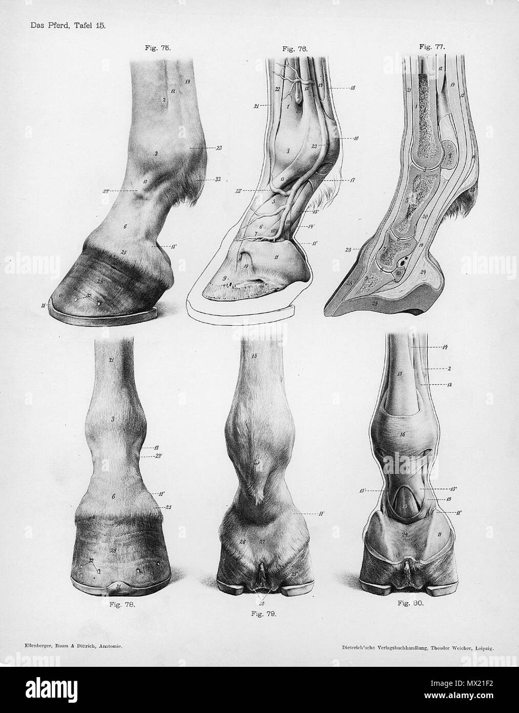 . Anatómica Animal grabado de Handbuch der Anatomie der Tiere für Künstler" - Hermann Dittrich, Illustrator. 1889 y 1911-1925. Wilhelm Ellenberger y Hermann Baum 285 cascos de anatomía del caballo Foto de stock