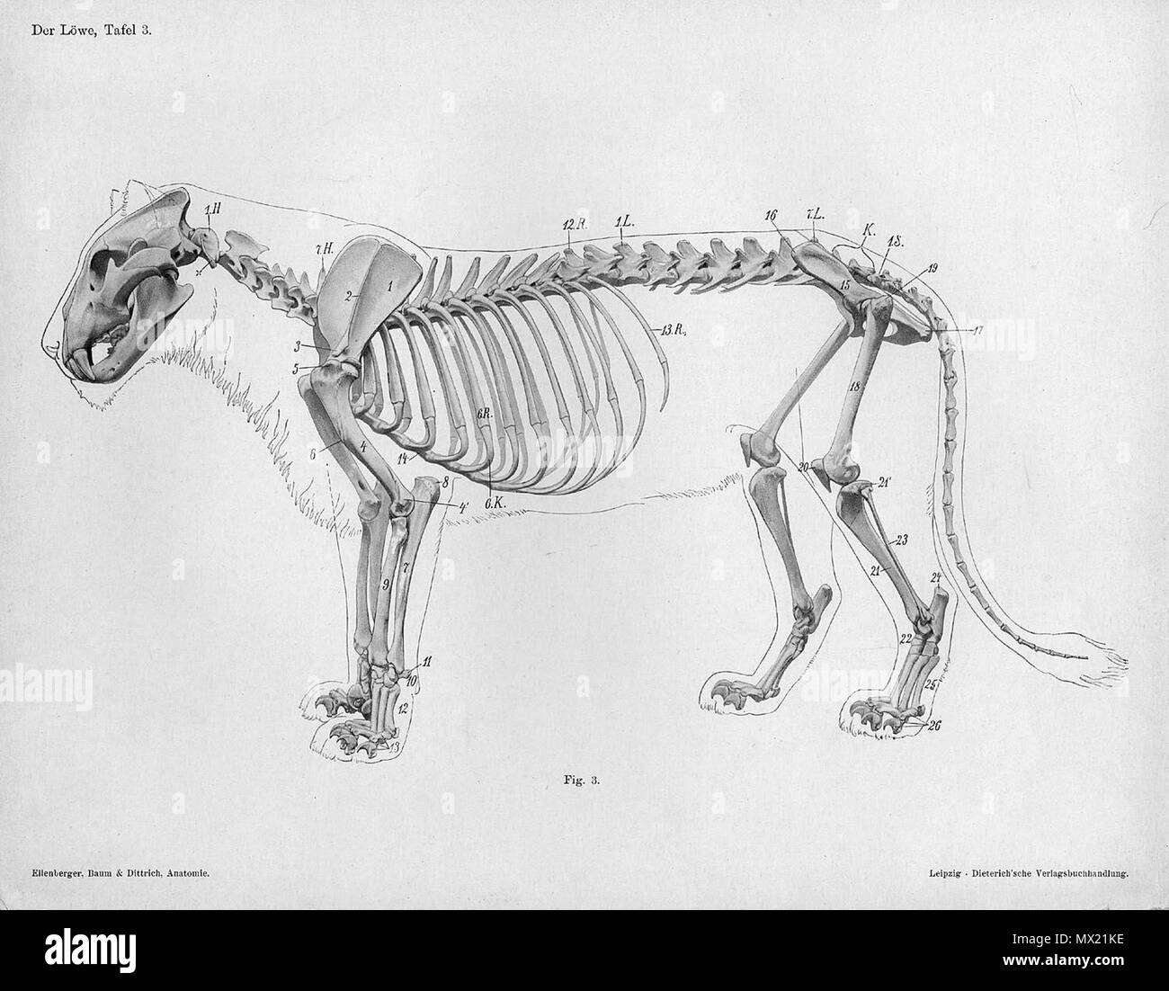 . Anatómica Animal grabado de Handbuch der Anatomie der Tiere für Künstler" - Hermann Dittrich, Illustrator. 1889 y 1911-1925. Wilhelm Ellenberger y Hermann Baum 373 Lion anatomía esqueleto vista lateral Foto de stock
