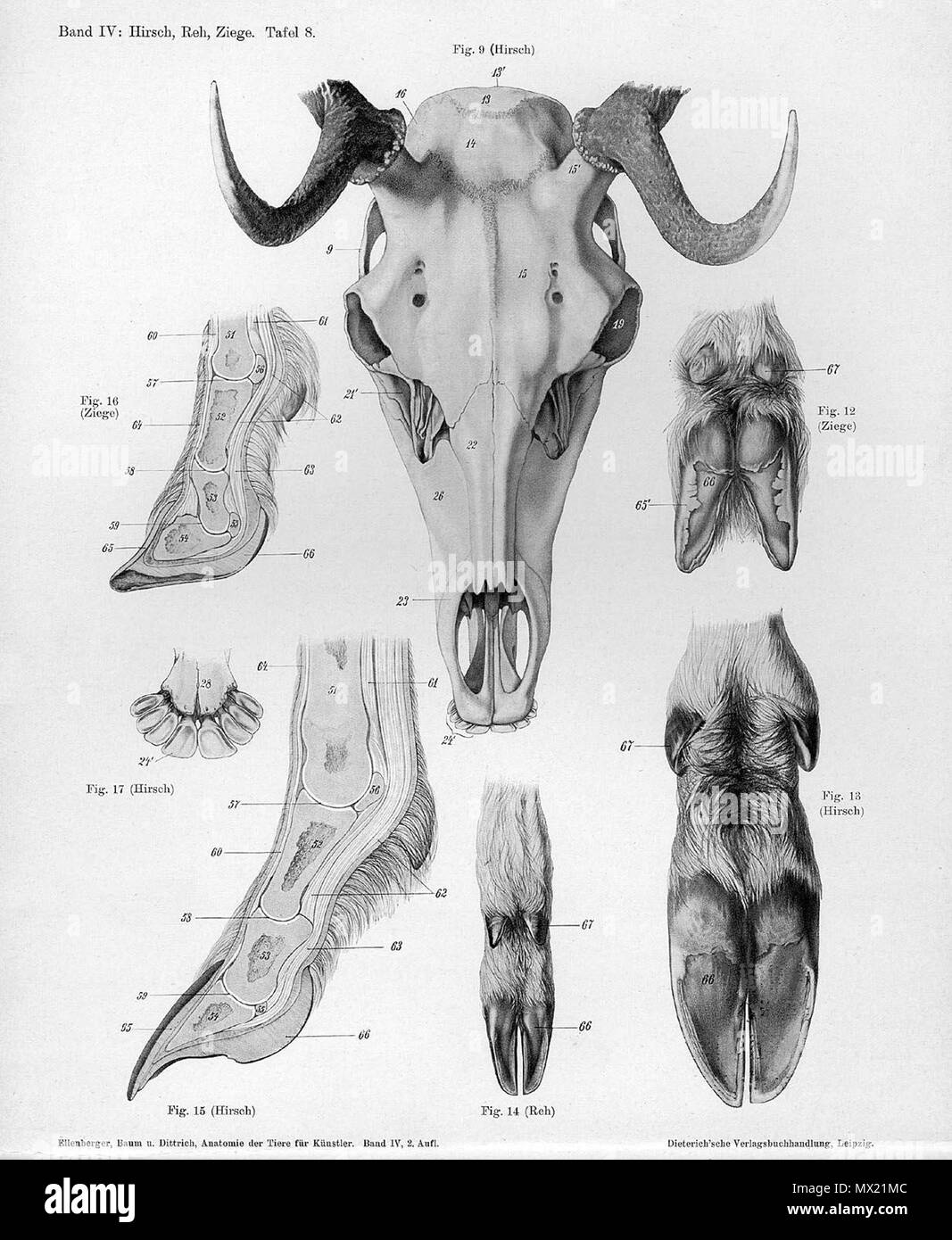 . Anatómica Animal grabado de Handbuch der Anatomie der Tiere für Künstler" - Hermann Dittrich, Illustrator. 1889 y 1911-1925. Wilhelm Ellenberger y Hermann Baum 248 cráneo anatomía de cabra Foto de stock