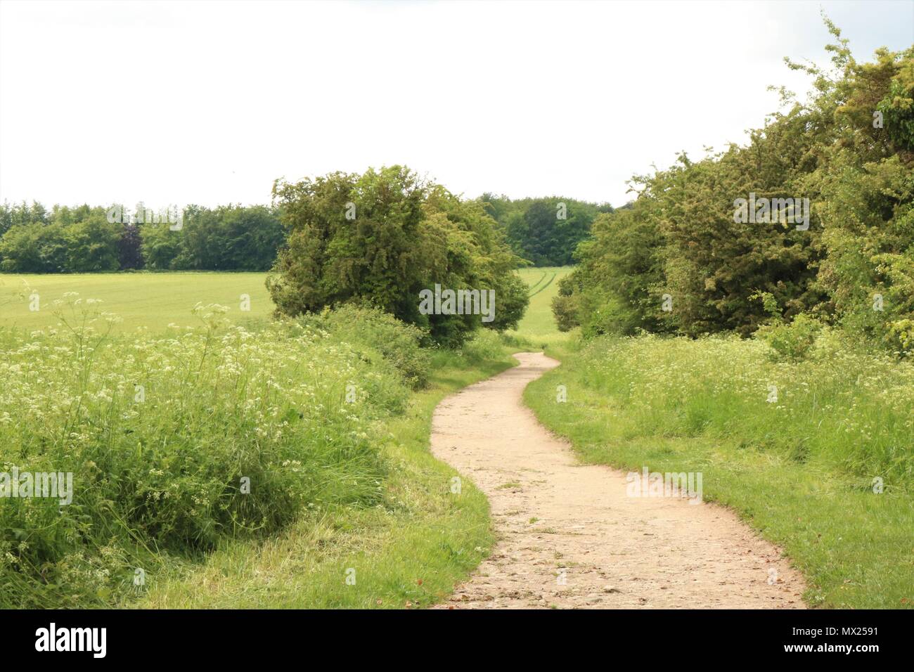 En el campo Ruta a caballo blanco Hill, Uffington, Faringdon, Oxfordshire, REINO UNIDO Foto de stock