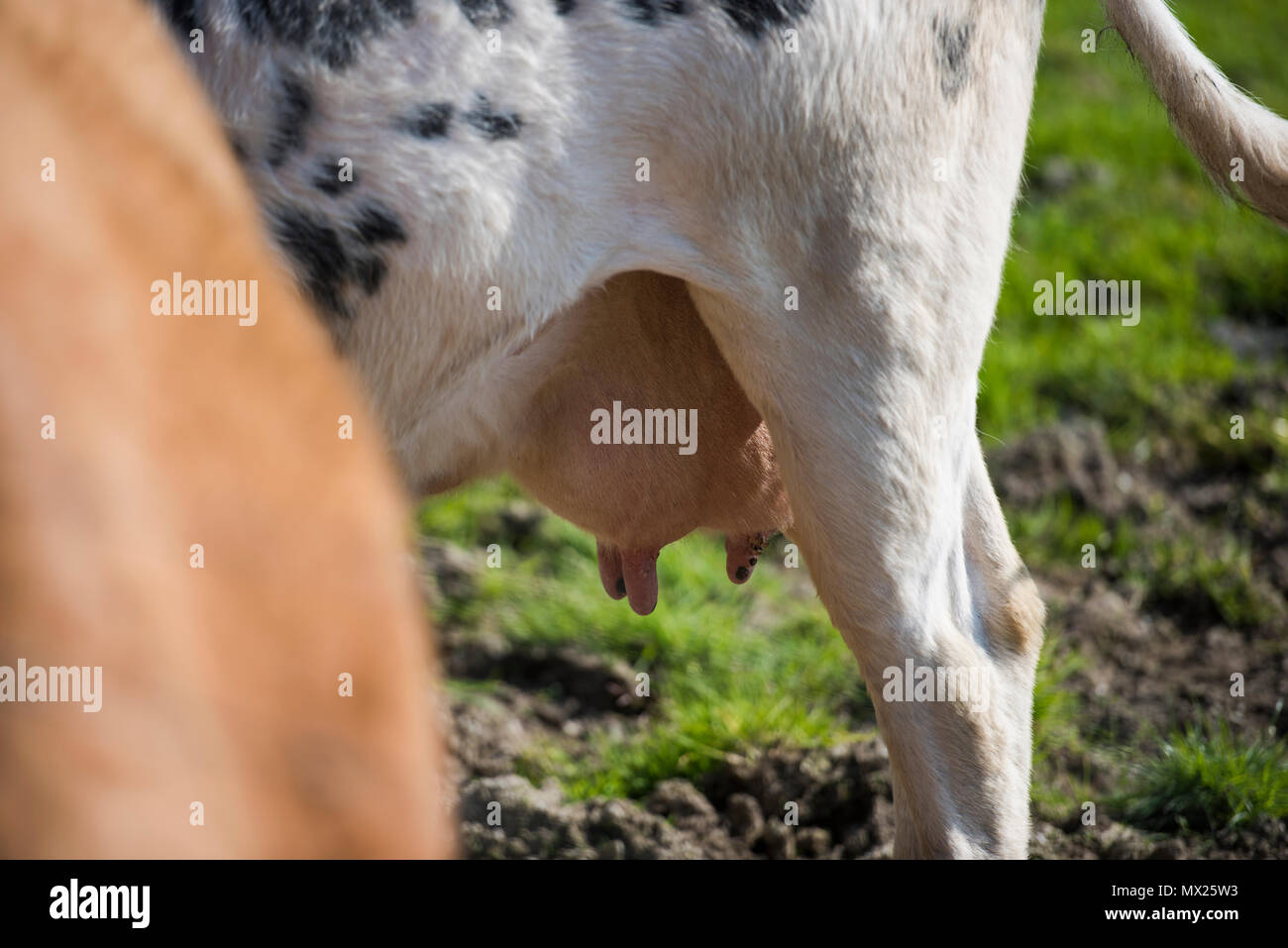 Las ubres de vaca. Foto de stock