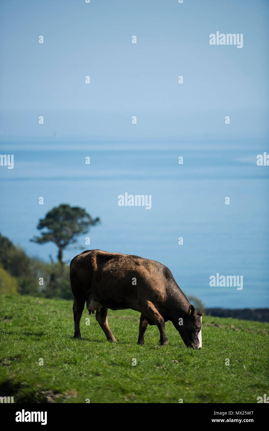 Las vacas en el campo. Cornualles, en el Reino Unido. Foto de stock