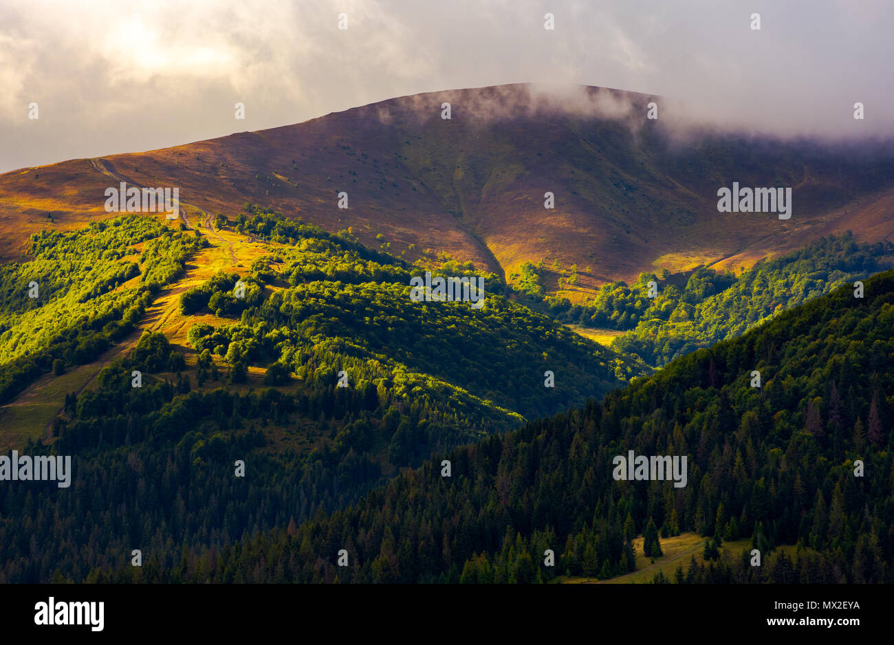 Las nubes bajas por encima de la colina boscosa en la luz del sol. El hermoso paisaje de los Cárpatos montaña Borzhava ridge. precioso fondo otoñal Foto de stock