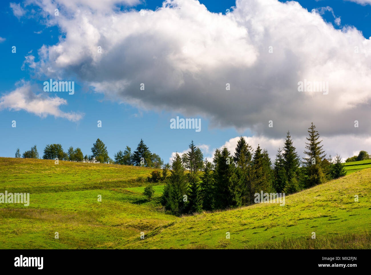 Spruce woodlot en una ladera de hierba. precioso escenario natural. El cielo azul con nubes esponjosas enorme Foto de stock
