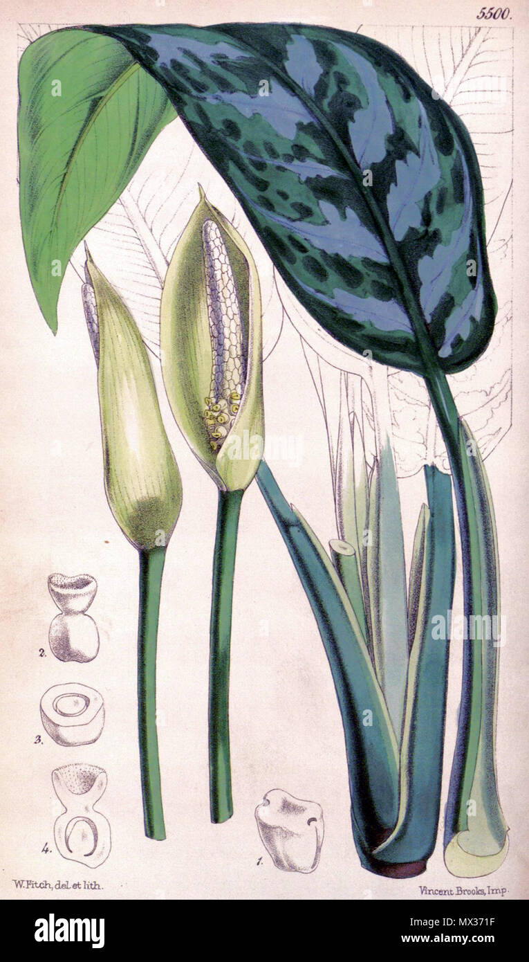 . Inglés: Aglaonema commutatum var. maculatum de Curtis's Botanical Magazine (Tab. 5500) . 1865. W. Fitch (d. Aglaonema commutatum 1892) 30 var maculatum CBM Foto de stock