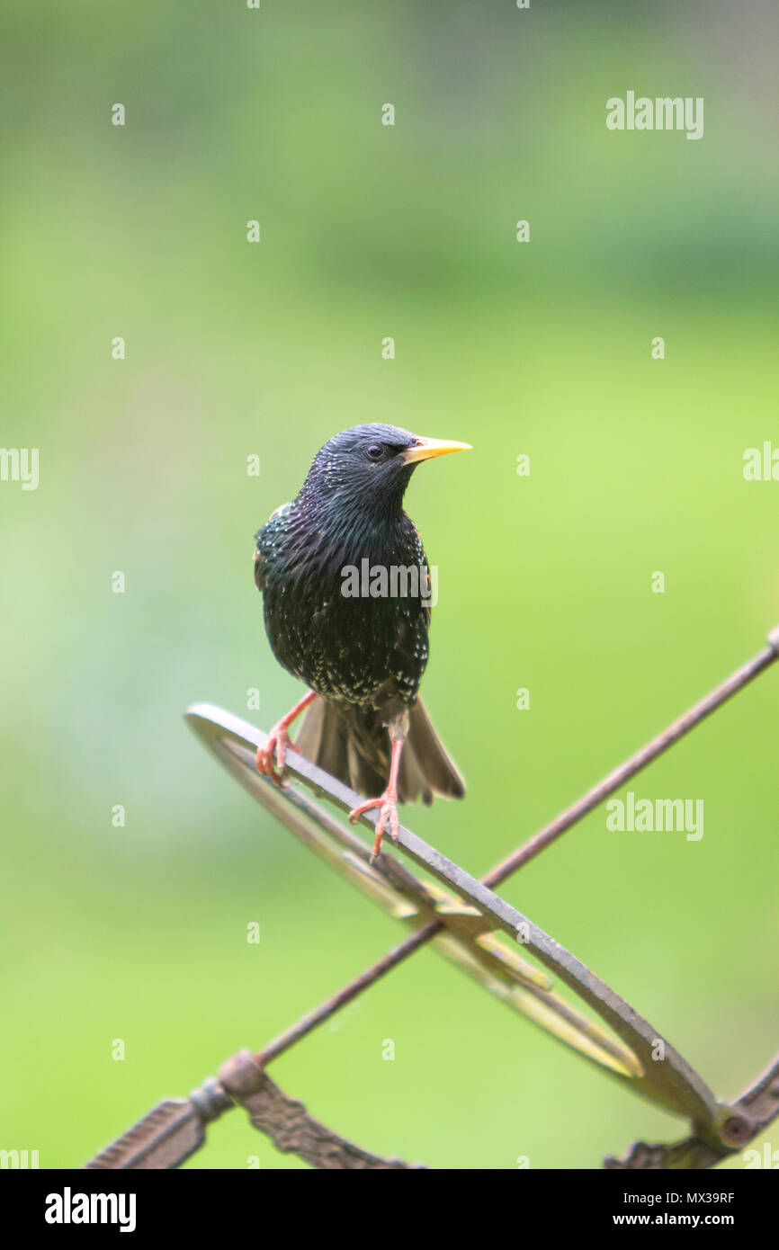 Estornino Pinto (Sturnus vulgaris) en un jardín británico, Inglaterra, Reino Unido Foto de stock