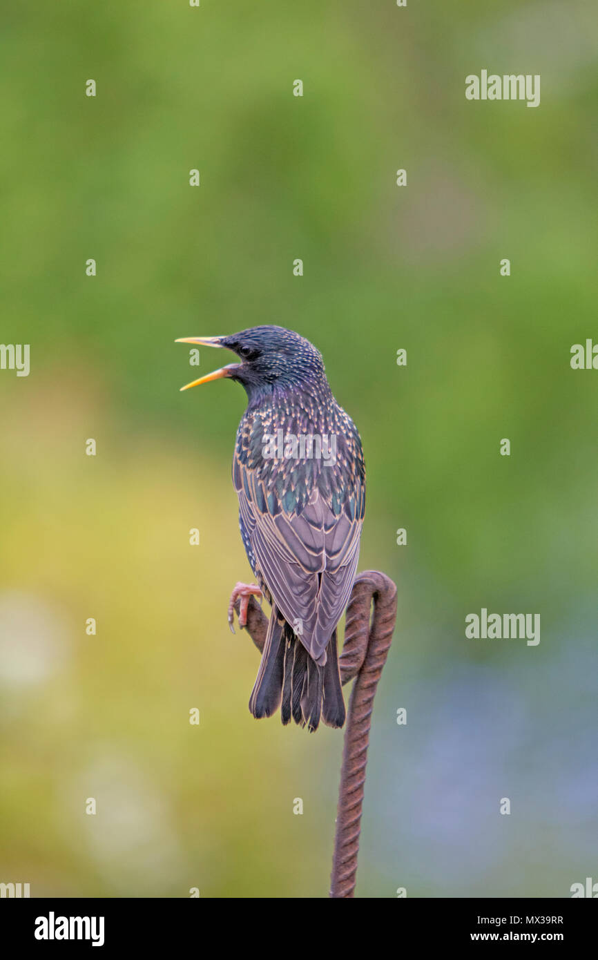 Estornino Pinto (Sturnus vulgaris) en un jardín británico, Inglaterra, Reino Unido Foto de stock