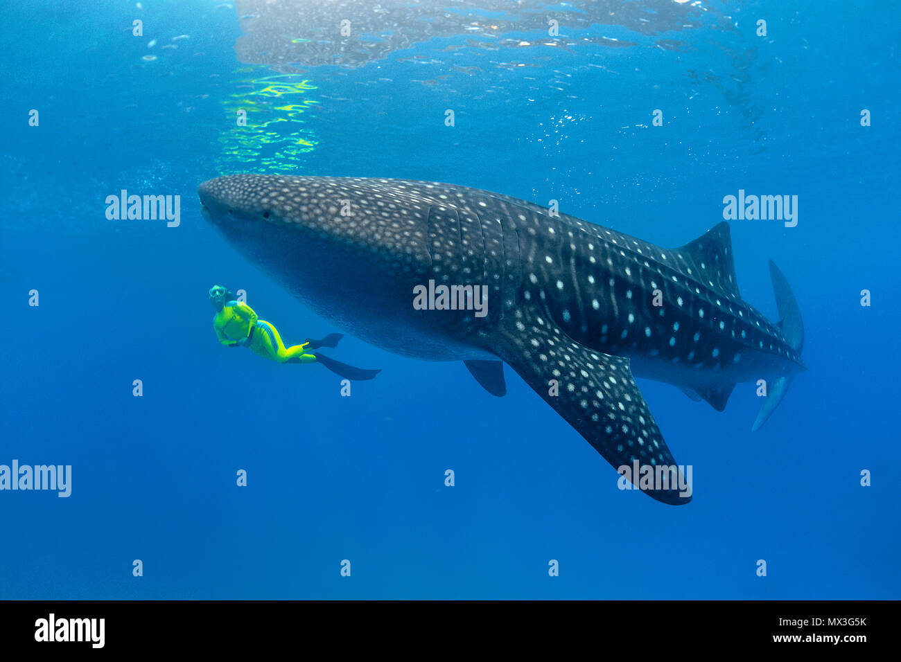 Comparación de tamaño, el uno y el tiburón ballena (Rhincodon typus), el pez más grande del mundo, Ari Atoll, Islas Maldivas, Asia Foto de stock