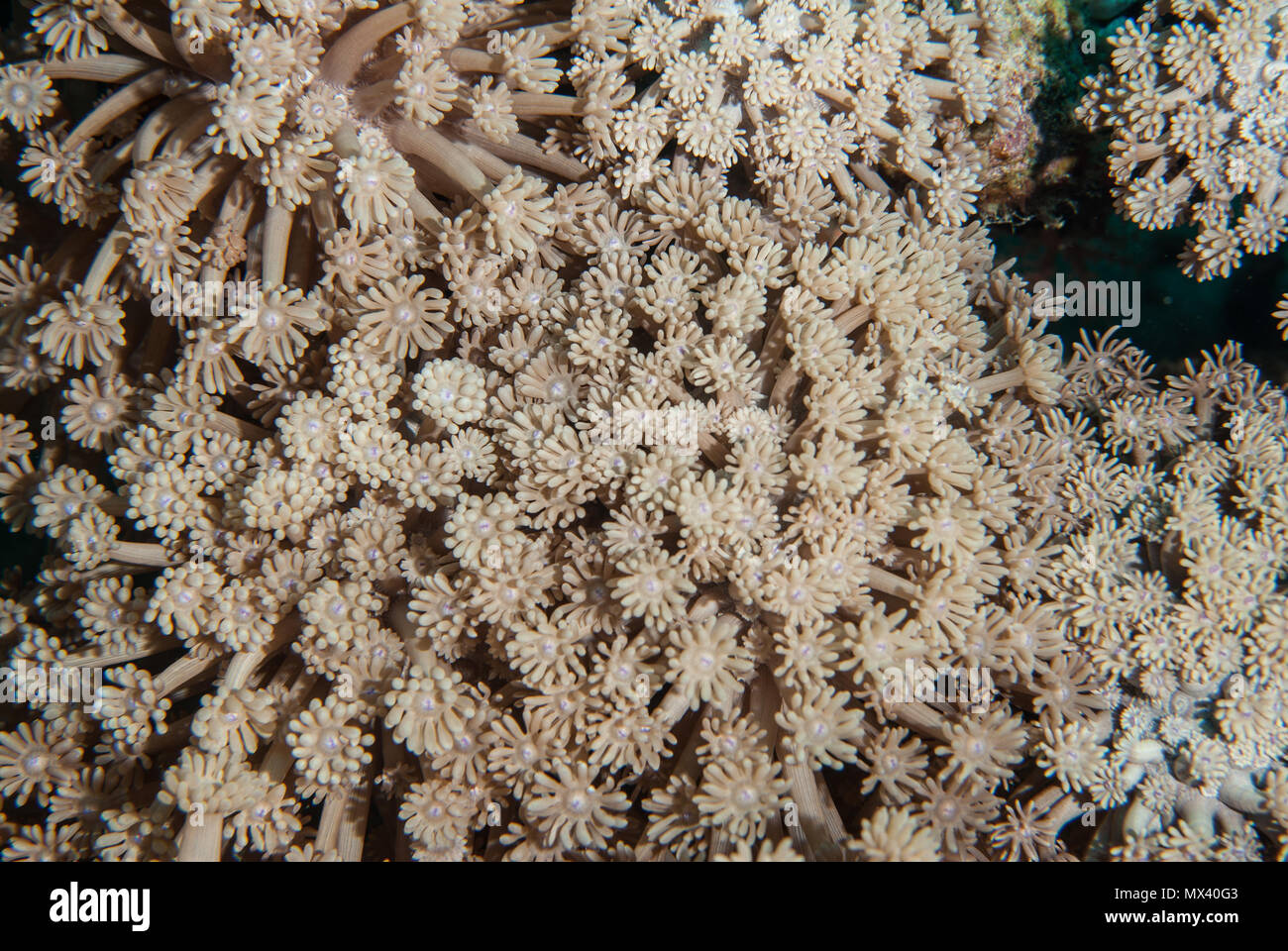 Anémona, coral Goniopora columna, Poritidae, Sharm el-Sheik, Mar Rojo. Egipto Foto de stock