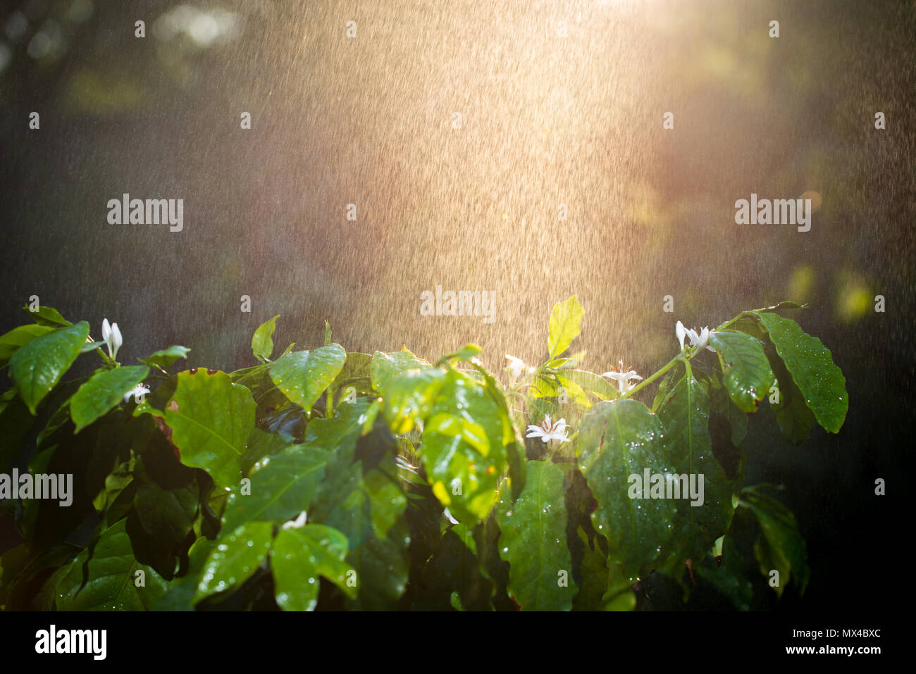 La planta de café, florece en la época de lluvia Foto de stock