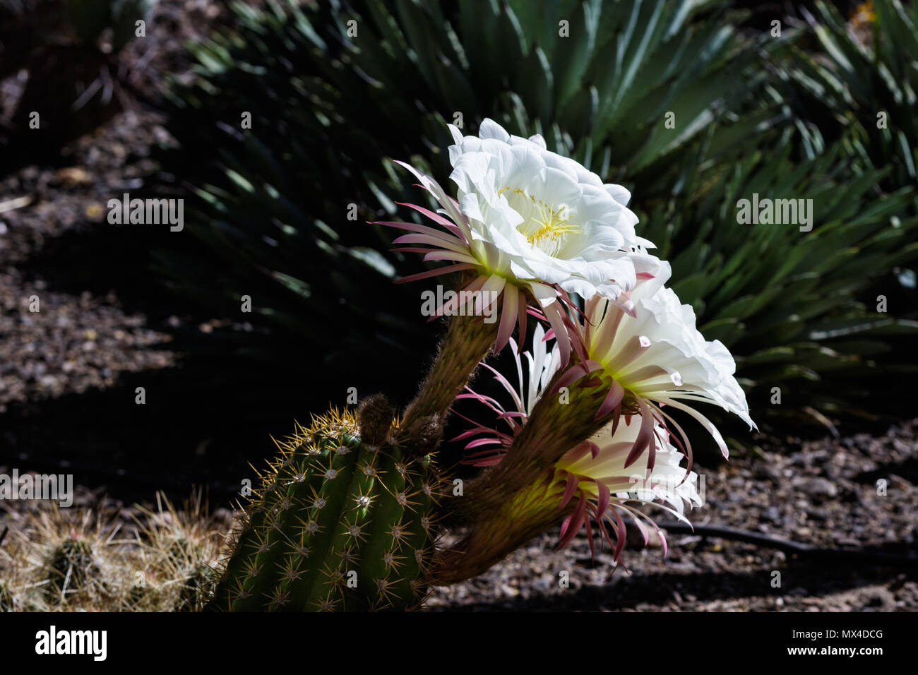 Flores blanco gigante cactus gigantes de Argentina (echinopsis candicans)  de América del Sur. Otros planes son suculentas del desierto en el fondo  Fotografía de stock - Alamy