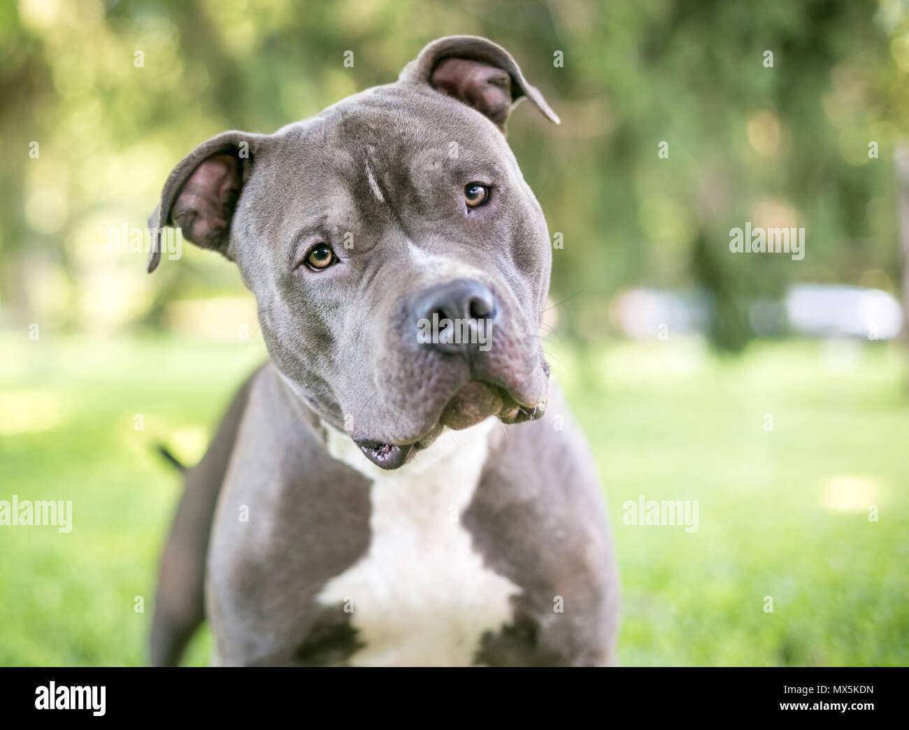 Un gris y blanco Pit Bull Terrier perro de raza mixta escuchar con una inclinación de cabeza