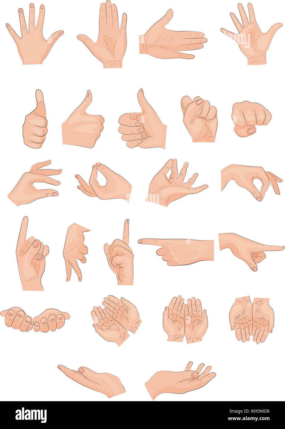 Ilustración de diferentes posiciones de mano. line art Imagen Vector de  stock - Alamy