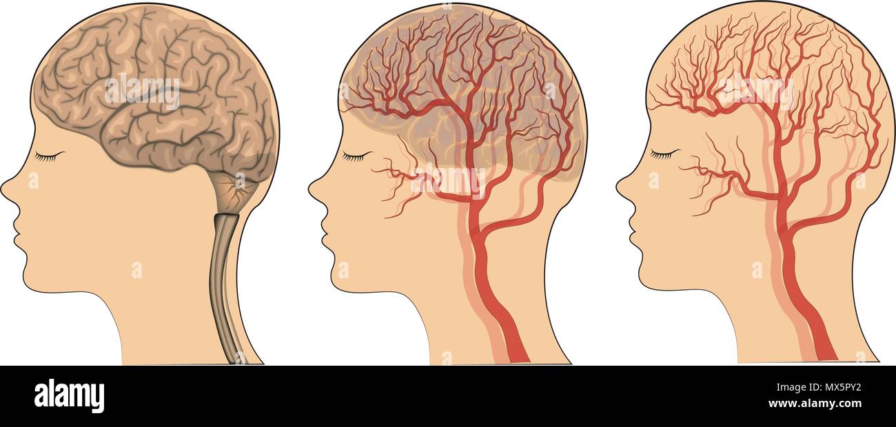 Ilustración del cerebro y los vasos sanguíneos de la cabeza. vector Imagen  Vector de stock - Alamy