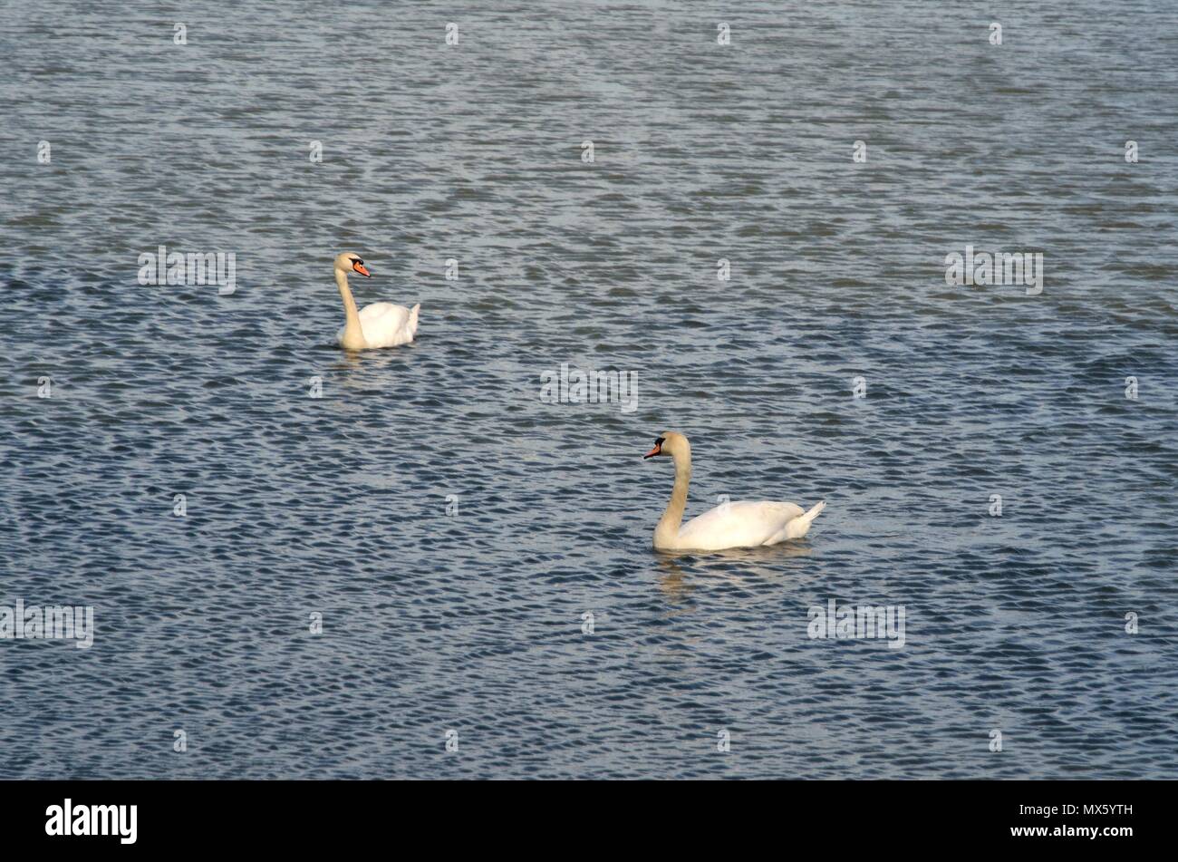 Las aves silvestres volando. Cisnes en un estanque de las zonas rurales. Foto de stock