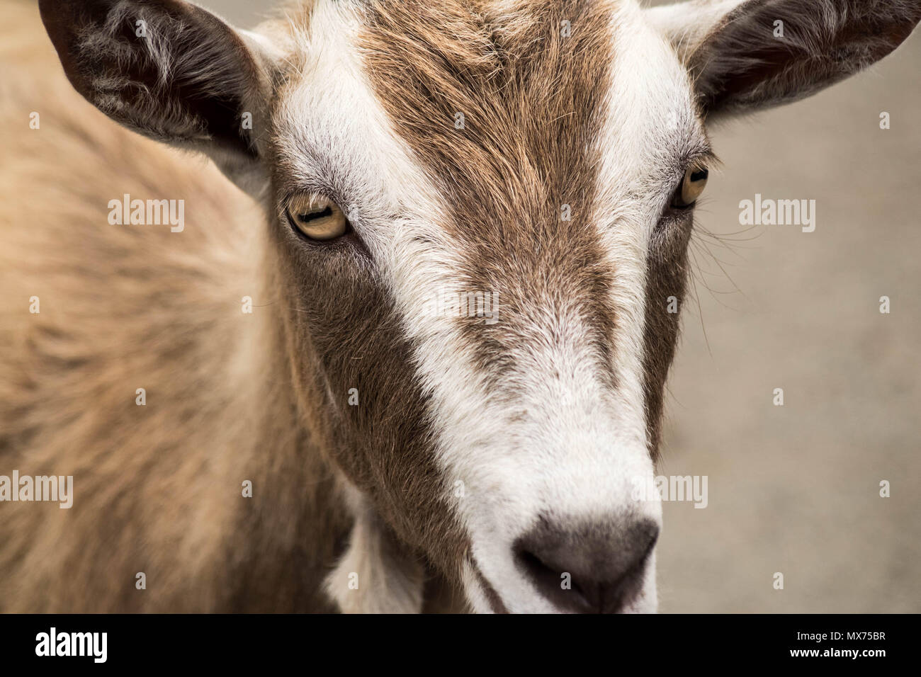 Cabra doméstica mirando con ojos increíbles Foto de stock