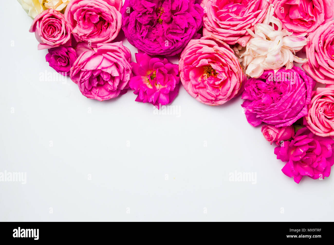 Colorido arreglo de rosas sobre fondo blanco con espacio de copia Foto de stock