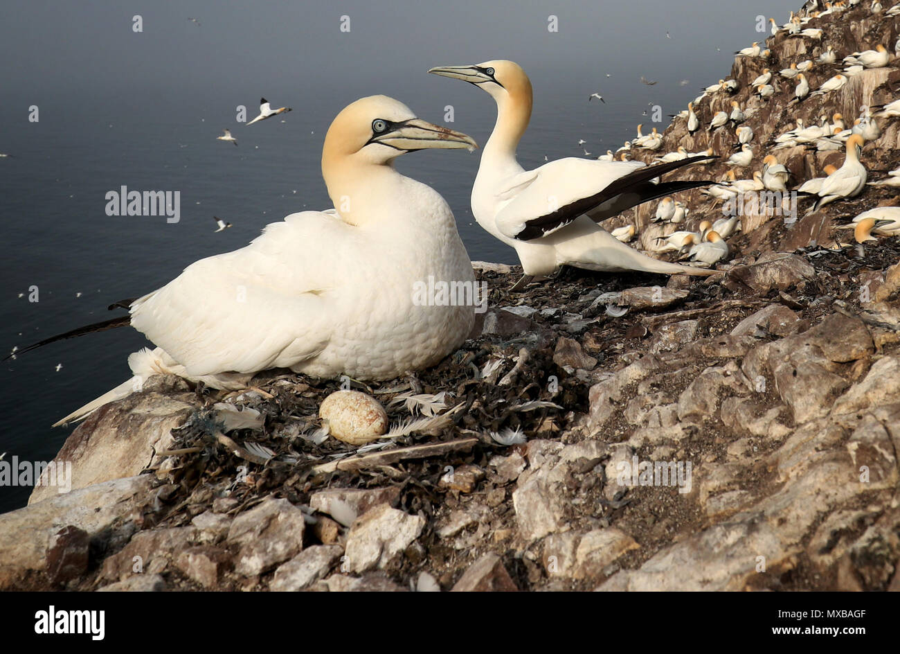 Miles de alcatraces recopilar material nido como preparación para la nueva temporada de cría en el Bass Rock, en el Firth of Forth, formando la mayor colonia de alcatraces en el mundo. Foto de stock