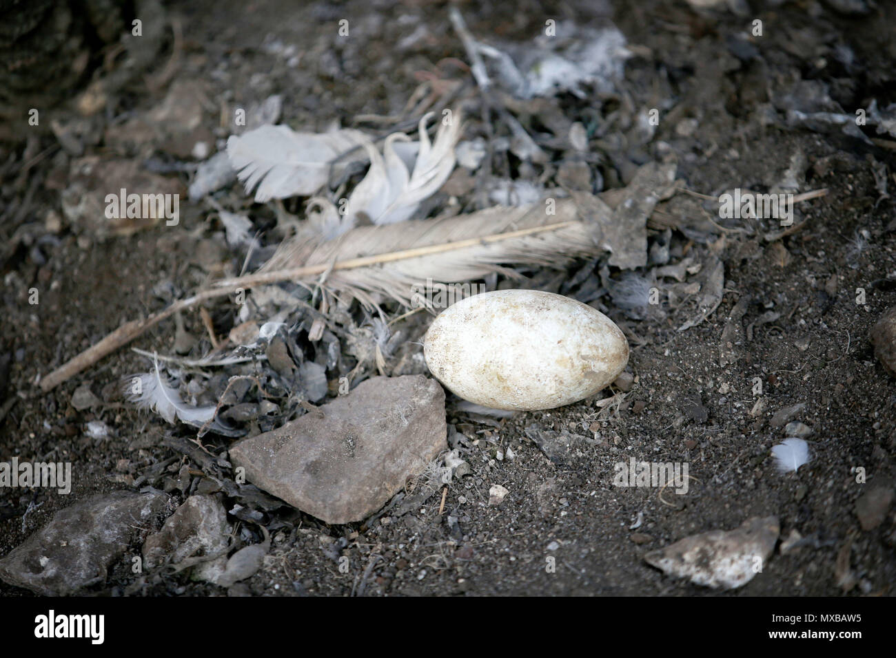 Un huevo en un nido de miles de alcatraces recopilar material nido como preparación para la nueva temporada de cría en el Bass Rock, en el Firth of Forth, formando la mayor colonia de alcatraces en el mundo. Foto de stock