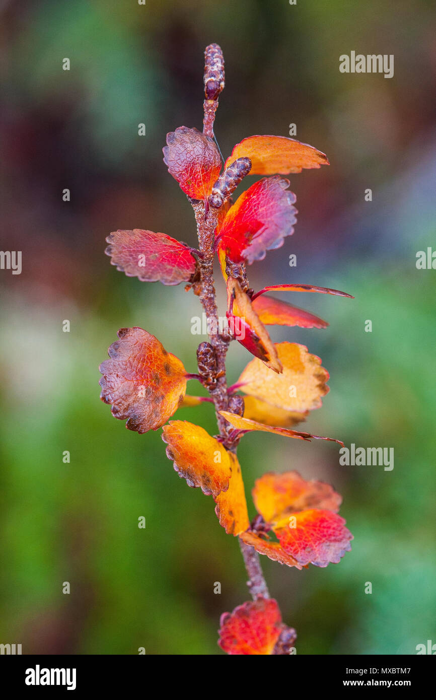 Betula nana, el abedul enano, es una especie de abedul en la familia Betulaceae, encontrados principalmente en la tundra del Ártico. Planta roja Foto de stock