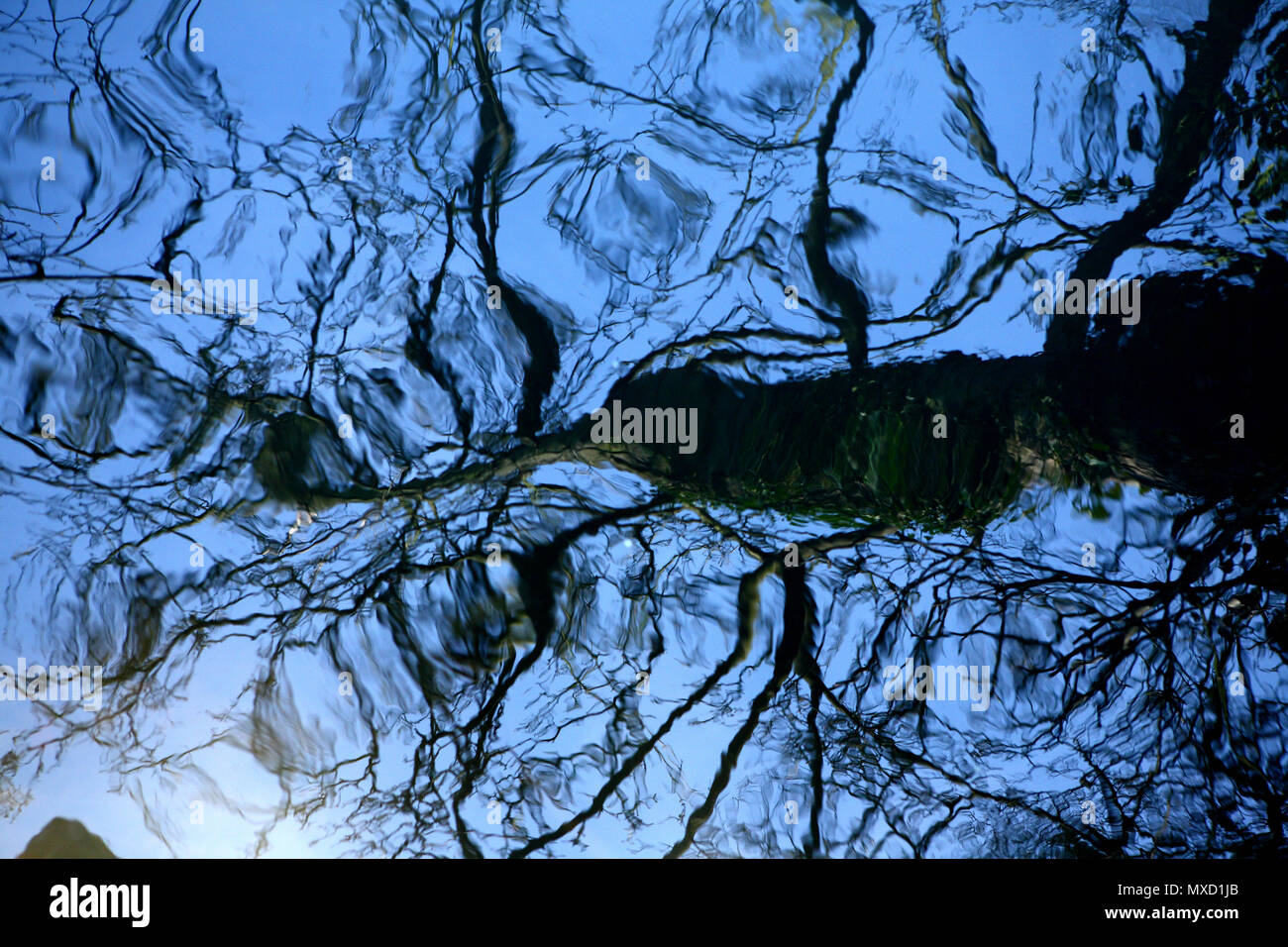 Un árbol se refleja en el murmullo del agua, trabajo conceptual Fotografía  de stock - Alamy