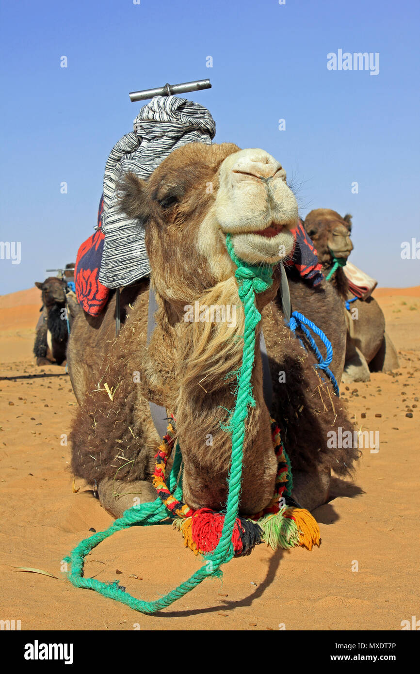 Los camellos enjaezados en preparación para llevar a los turistas en viaje en camello en el desierto de Sahara, Merzouga, Marruecos Foto de stock