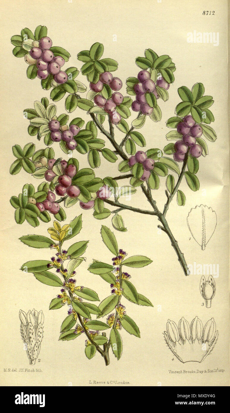 . Myrsine africana Primulaceae, Myrsinoideae . 1917. M.S. Supr., J.N.Fitch lith. 435 143-8712 Myrsine africana Foto de stock