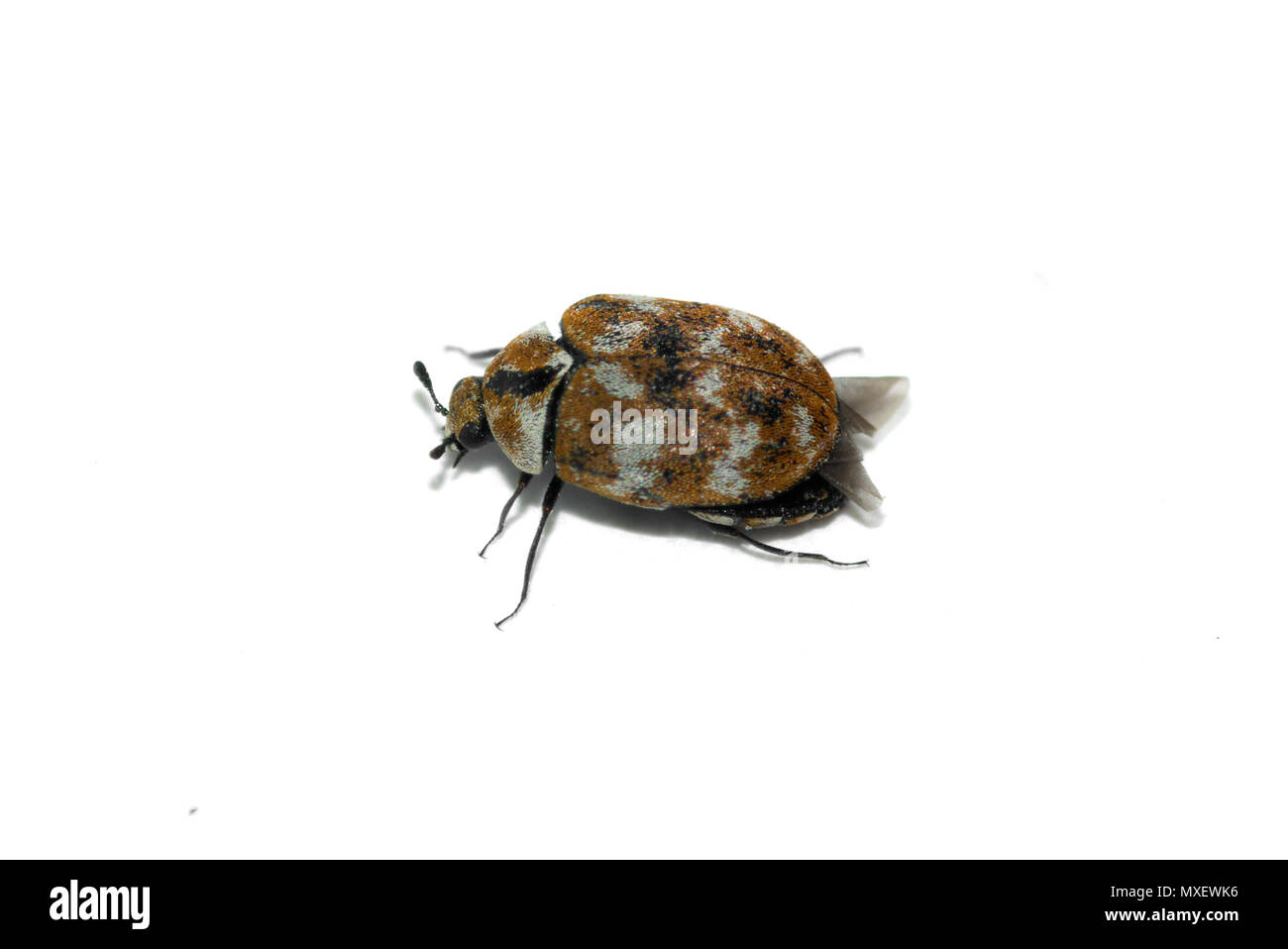 Perspectiva lateral de un pequeño escarabajo de alfombra (Anthrenus verbasci) de insectos adultos aislados sobre un fondo blanco. Foto de stock