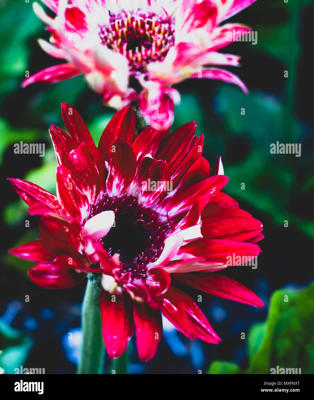 Hermosa mezcla de rosas, rojos, morados, blancos en diferentes tonos increíbles Foto de stock