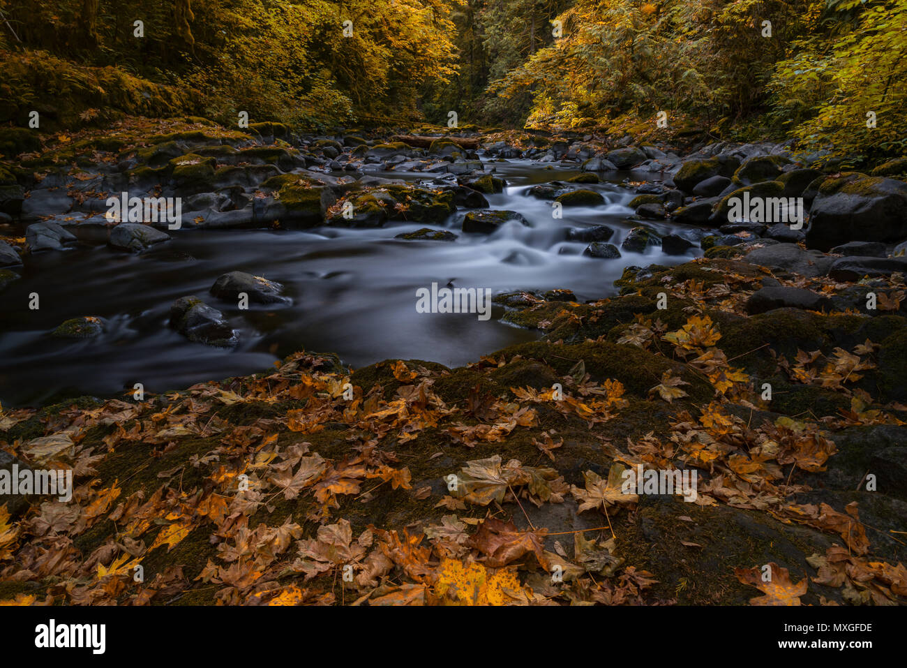 Las aguas de forest creek fluyen a través del follaje otoñal bosque maravillas Foto de stock