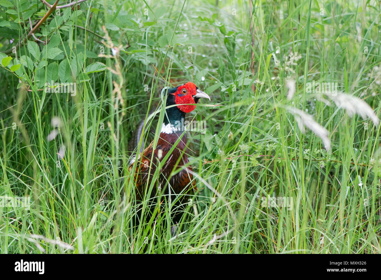 Faisán (Phasianus colchicus polla) entre la hierba. Juego macho de pájaro en la familia Phasianidae con distintivos rojo acacia Foto de stock