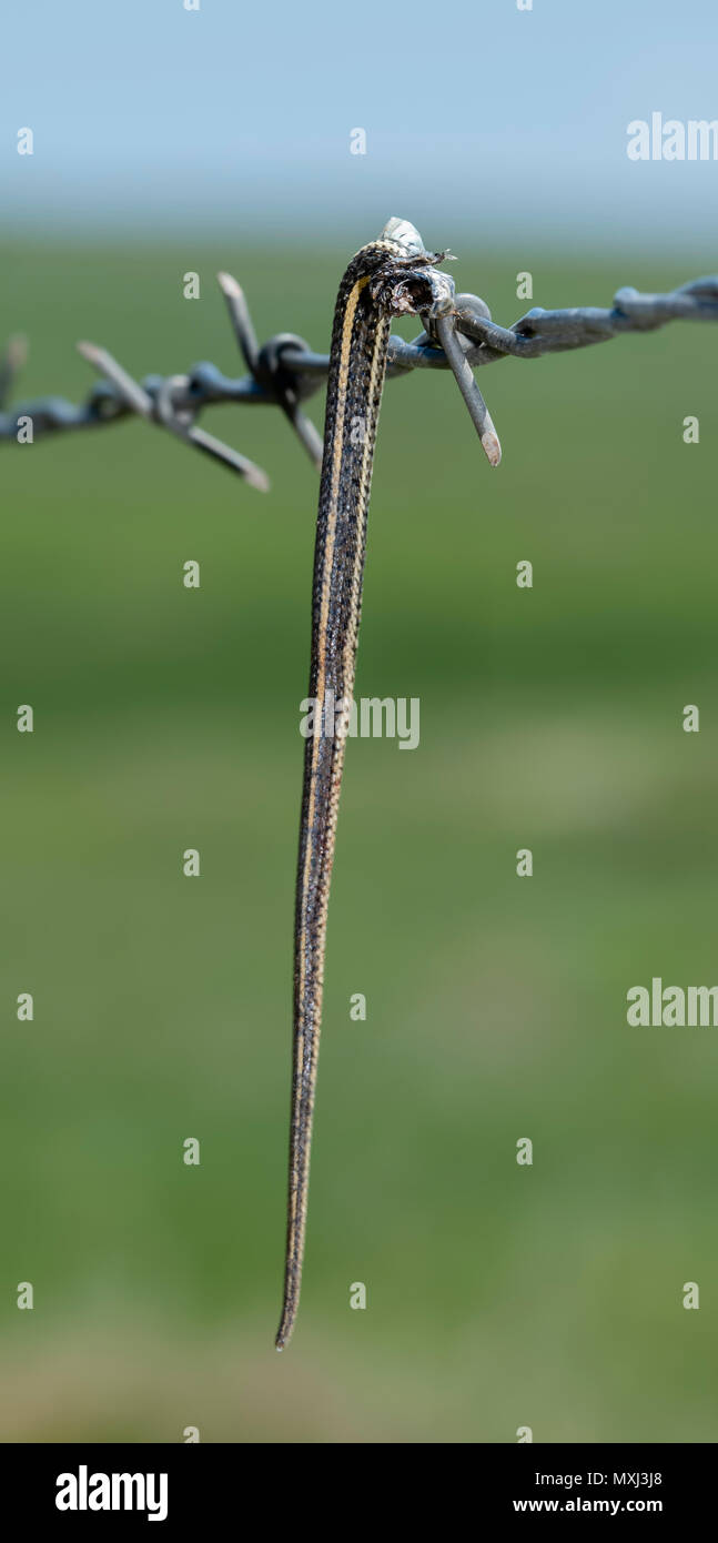 Llanuras Garter Snake (Thamnophis radix) Empalada en alambre de púas por una caguama actuación en "The Shrike" Foto de stock