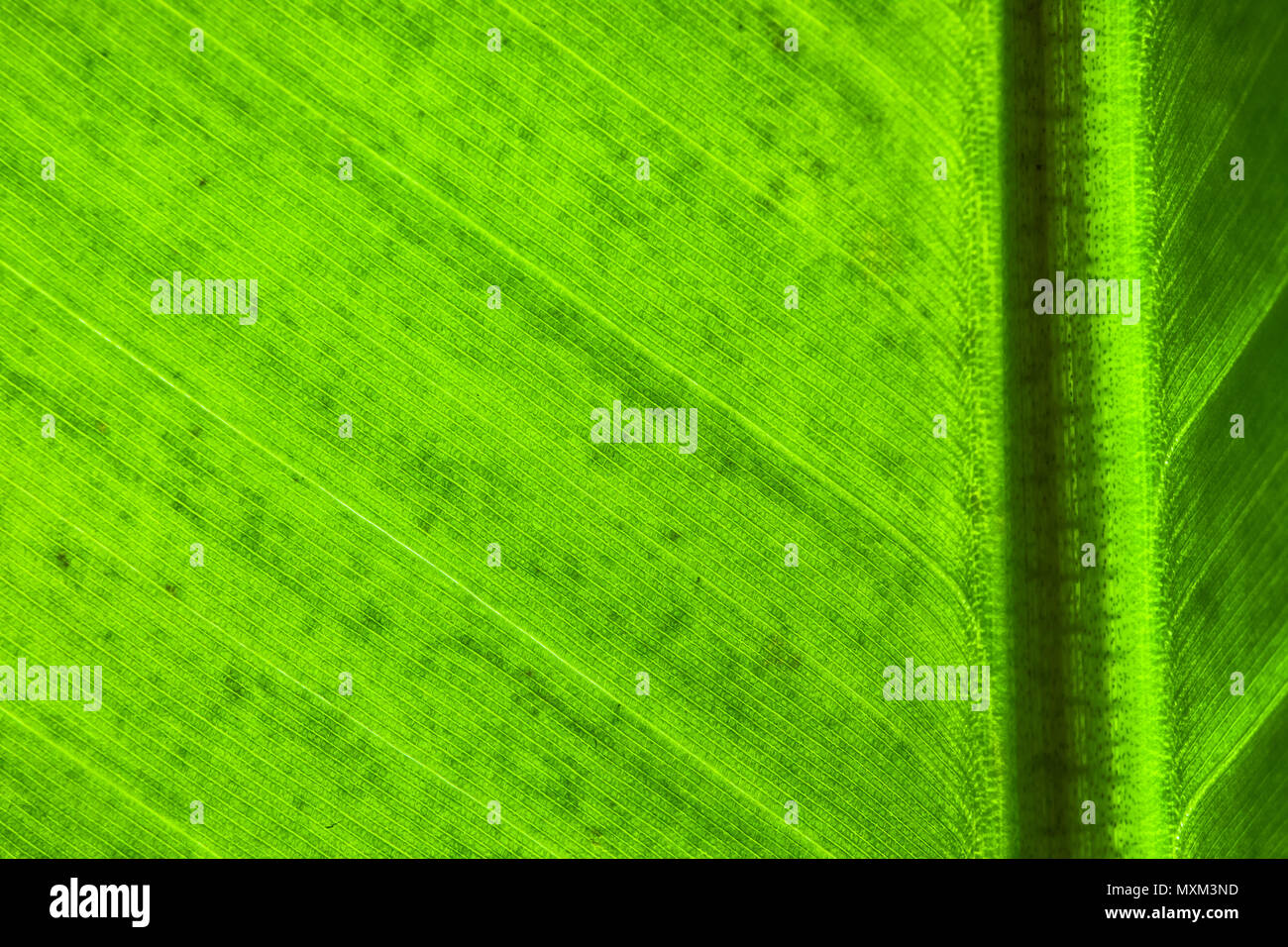 Estructura de la hoja de banano verde fresco extreme macro foto en