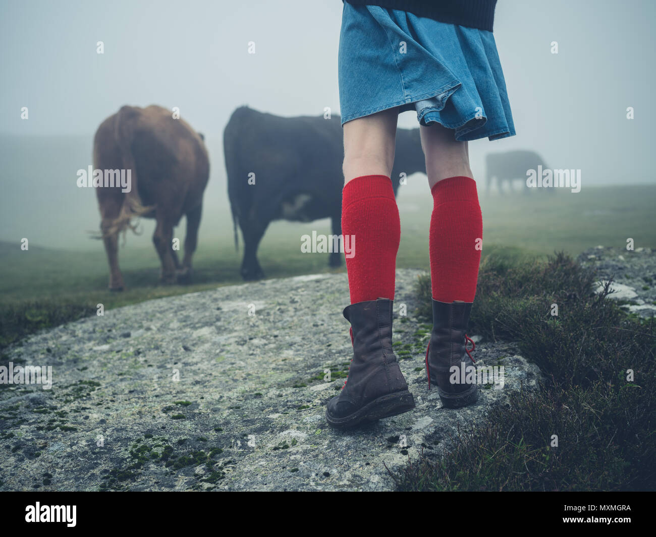 Una joven mujer vistiendo calcetines rojos y botas de trekking está  caminando en el páramo en la niebla cerca de algunas vacas Fotografía de  stock - Alamy