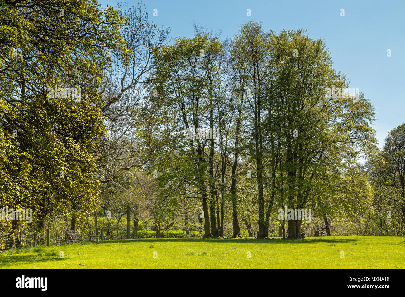 Una imagen de un bosquecillo de árboles erguido orgulloso en la campiña inglesa. Foto de stock
