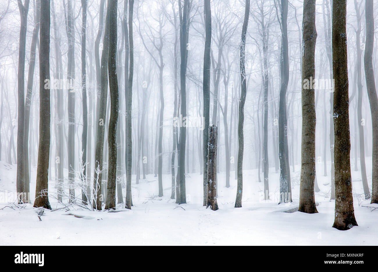 Paisaje helado - bosque de neblina de invierno Foto de stock