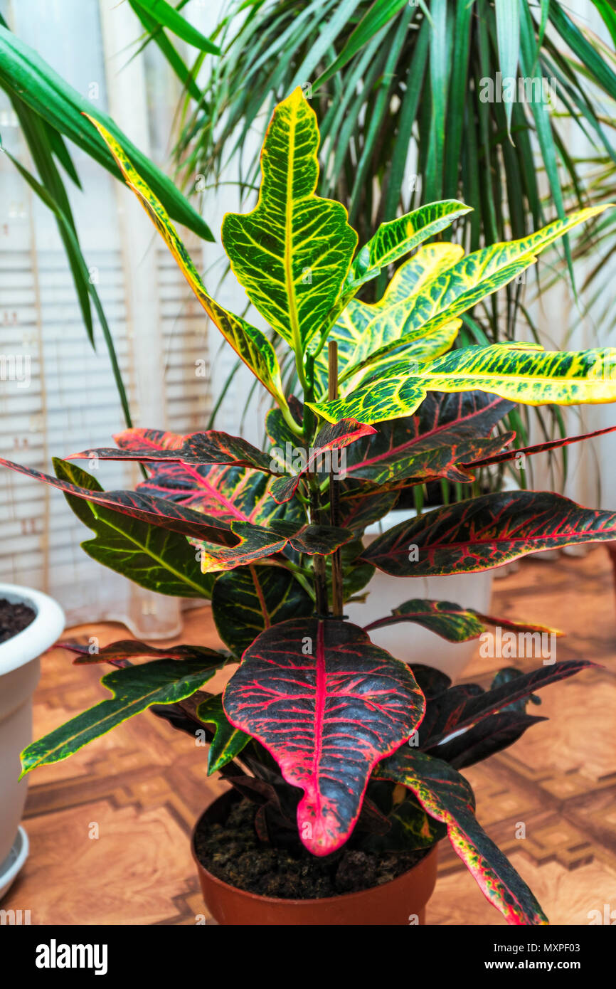 Casa planta Croton en una olla Foto de stock