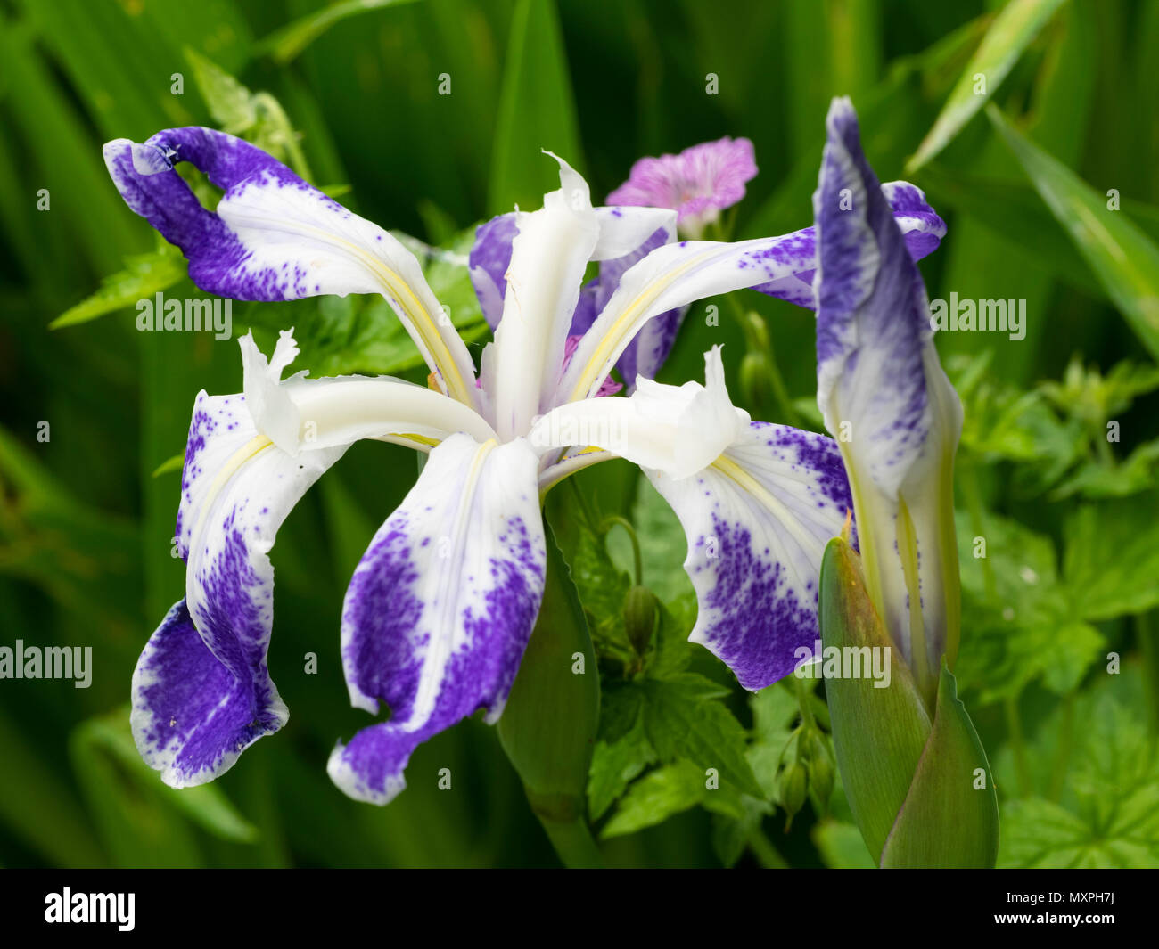 Blanco y azul marcada a principios de verano flores del lirio acuático acuático marginal, Iris laevigata 'Colchesterensis' Foto de stock