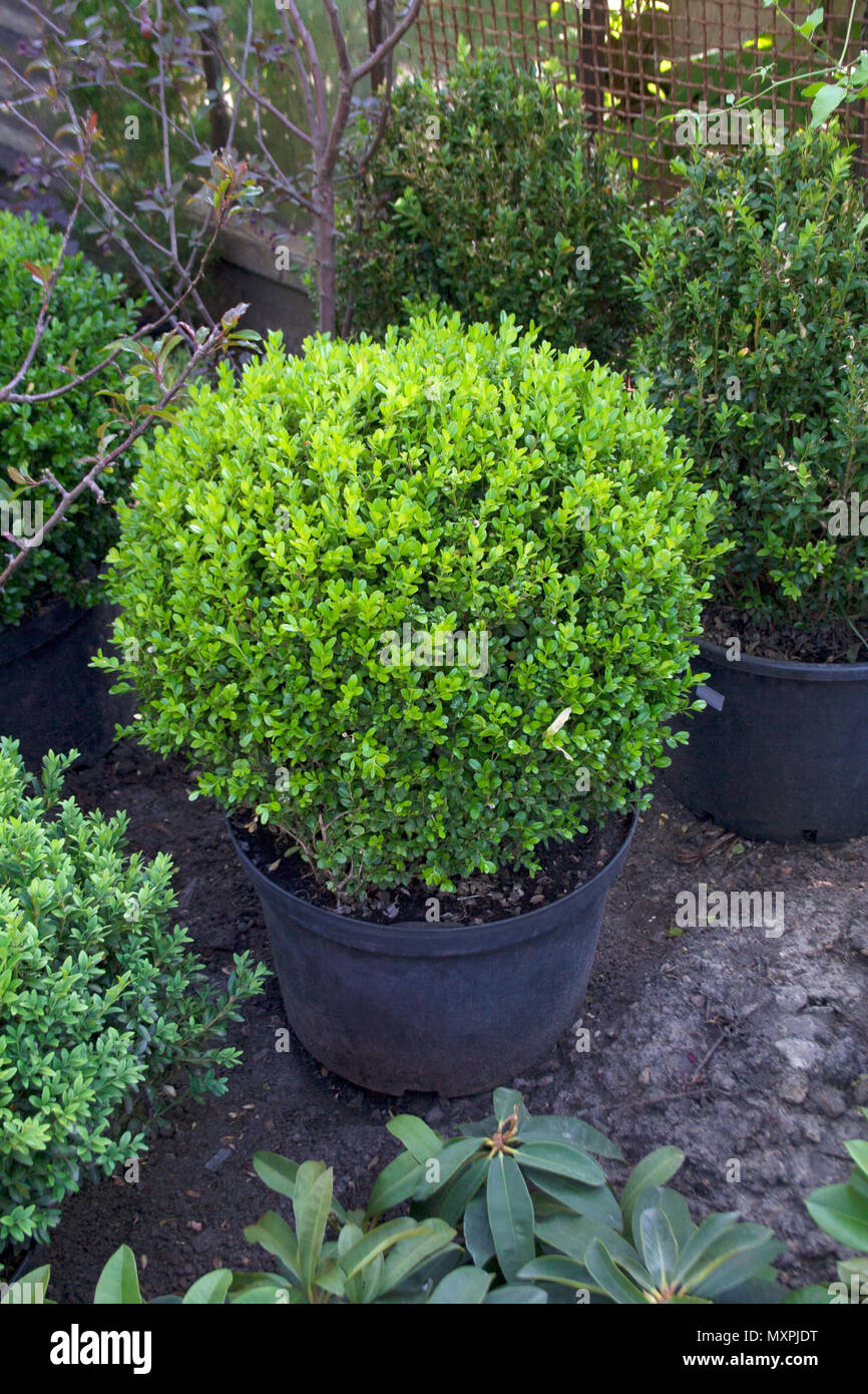 Buxus sempervirens arbustos en macetas Fotografía de stock - Alamy