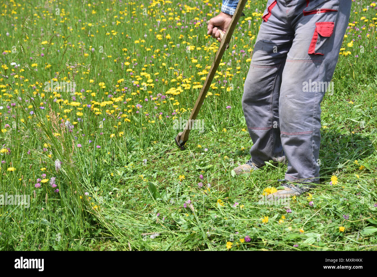 Segando la hierba en la aldea tradicional con guadaña segando la hierba en  la aldea tradicional con guadaña Fotografía de stock - Alamy
