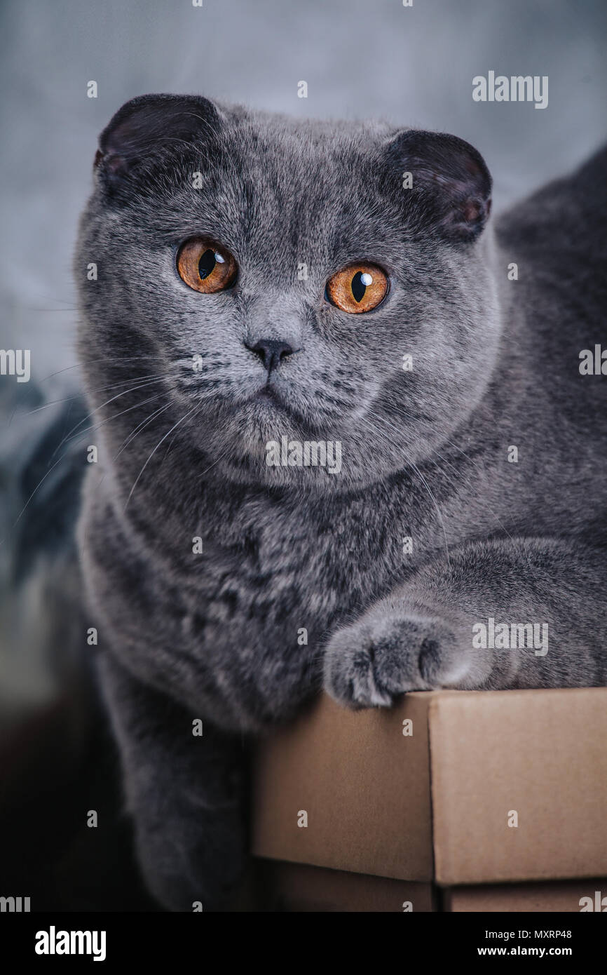 Retrato de Pelo Corto Británico gato azul Fotografía de stock - Alamy